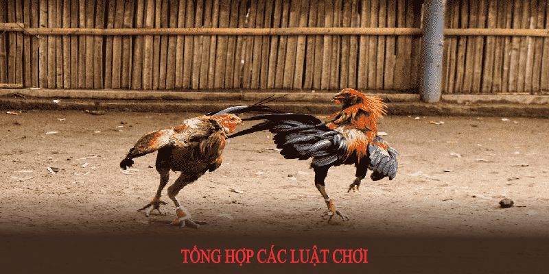 Tổng hợp các luật chơi đá gà cựa sắt cơ bản